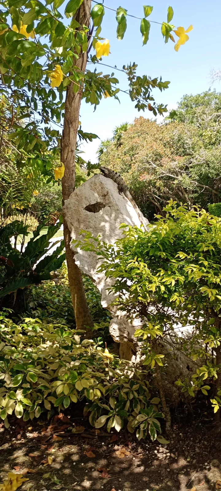 Te enseño cómo rentar y ahorrar visitando playa del Carmen